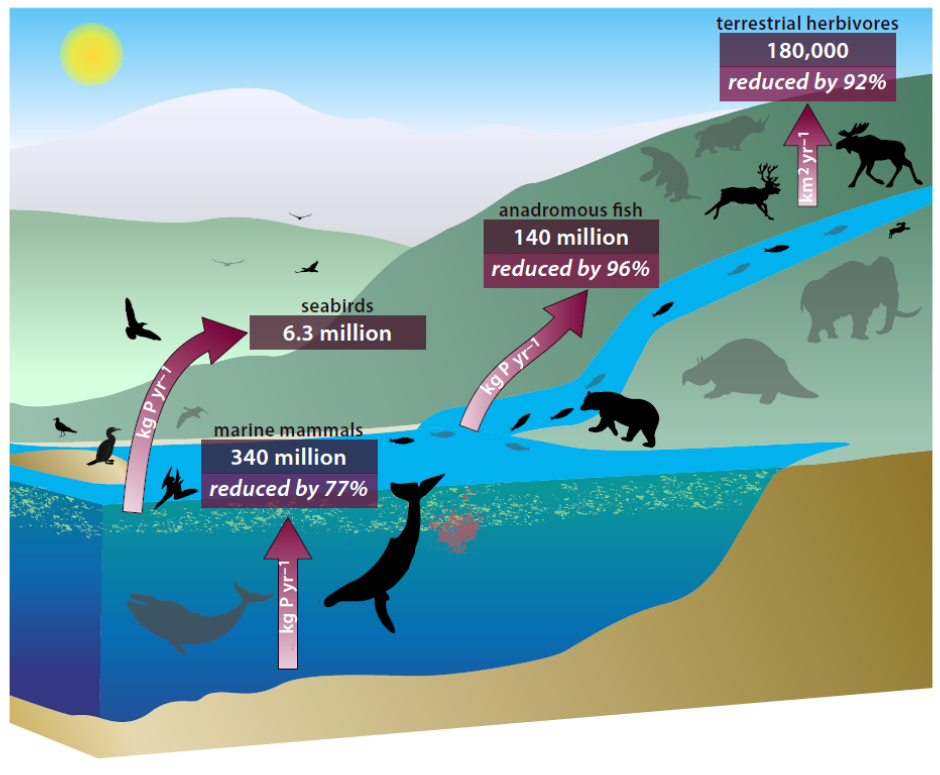 El declive de la megafauna interrumpe el ciclo de nutrientes