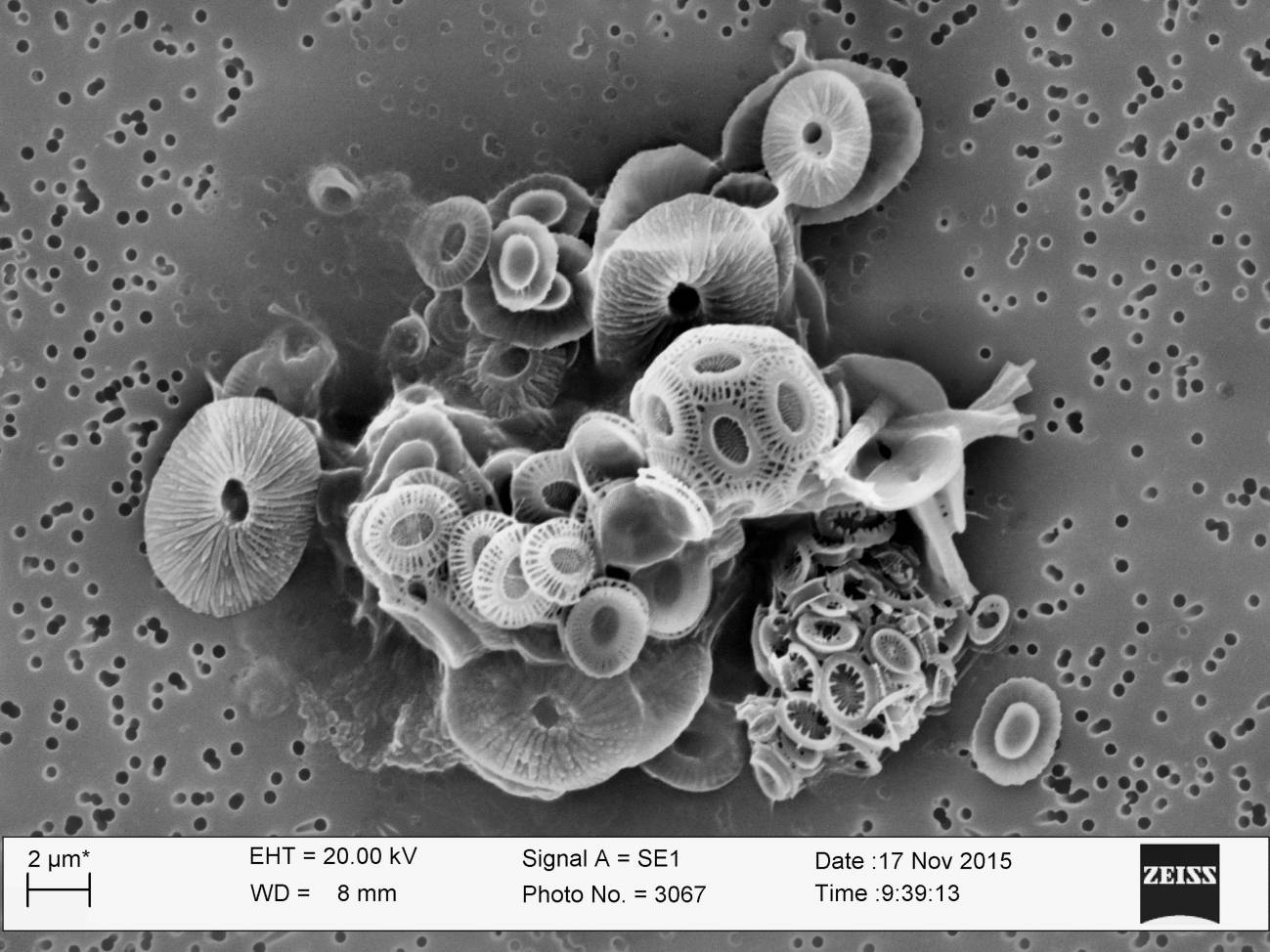 El dióxido de carbono dispara la abundancia de algas microscópicas