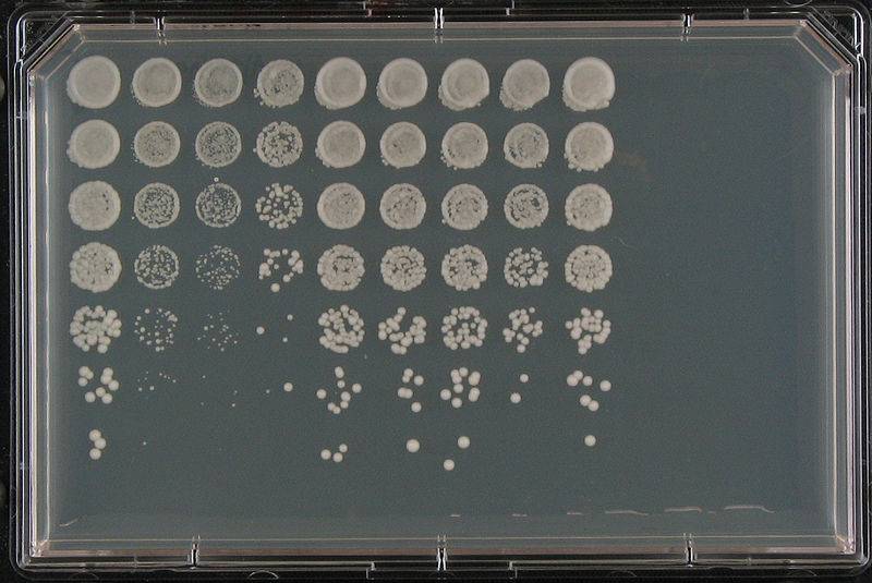 El estudio del genoma permite predecir variaciones en el fenotipo