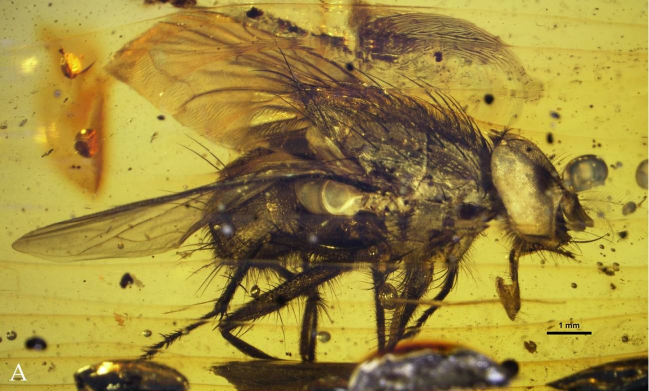 El fósil de una mosca arroja luz sobre su explosión durante el Cenozoico