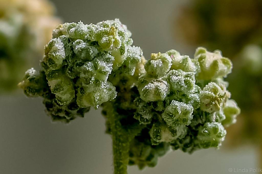 El genoma de la quinoa potencia su uso para alimentar a la población mundial