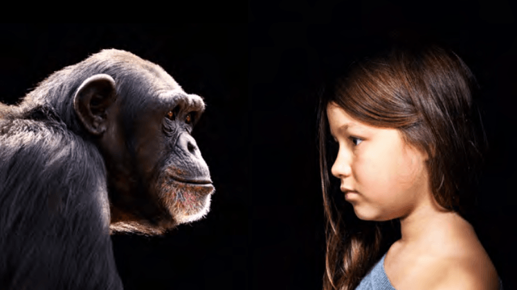 El gran cerebro de los primates se debe más a la dieta que a su sociabilidad 