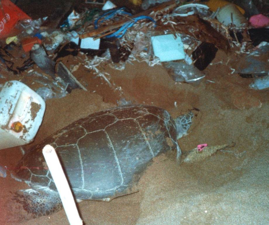 El plástico ahoga a las tortugas marinas