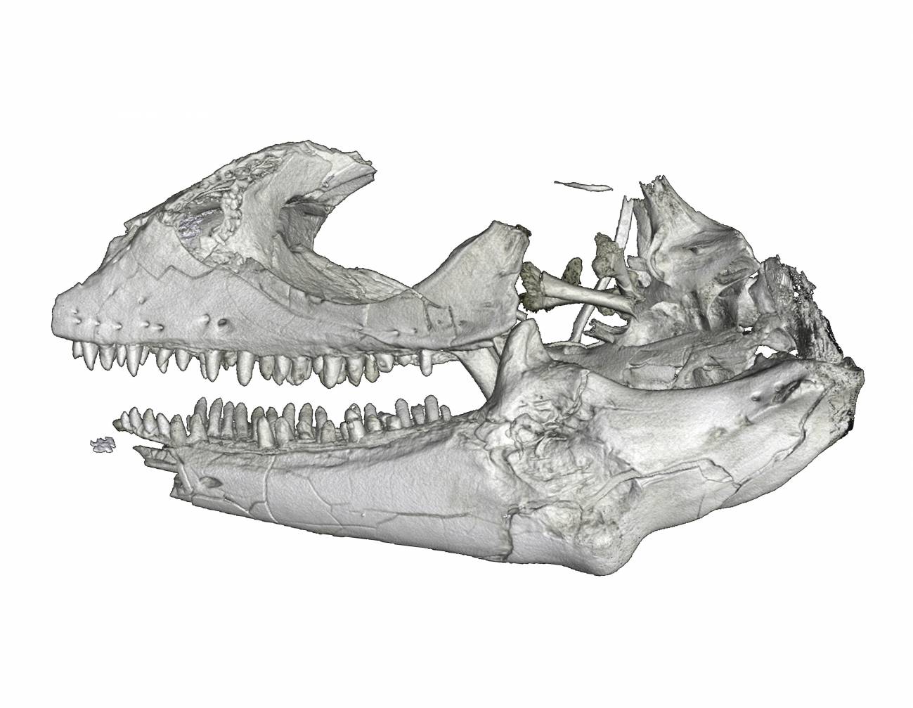 El primer lagarto que andaba sobre el agua vivió hace 48 millones de años