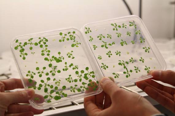 El reloj circadiano marca el ritmo del ciclo celular y el desarrollo de tumores en plantas 