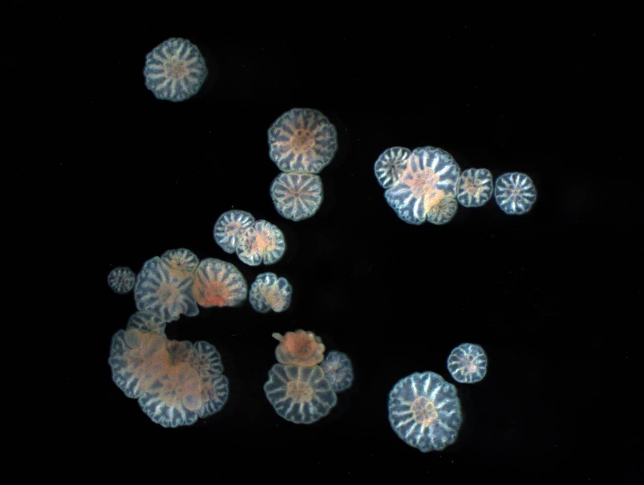 Larvas de diferentes tamaños producidas por la fragmentación de los embriones de Acropora tenius que después se convertirán en pólipos de coral. Imagen: Andrew Heyward and Andrew Negri 