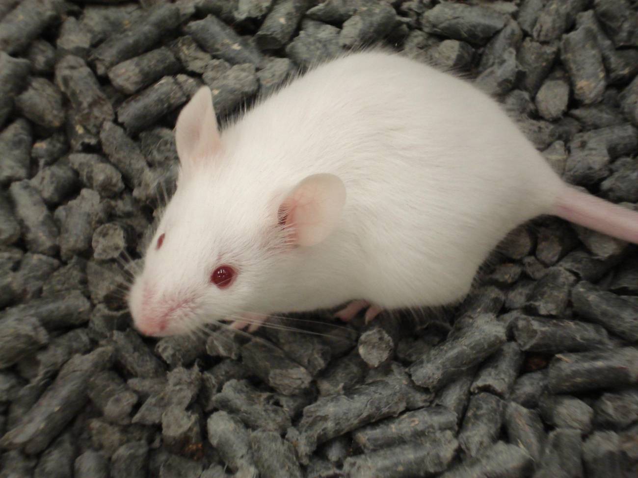 Estudios neurológicos con animales, ¿resultados demasiado buenos para ser ciertos?