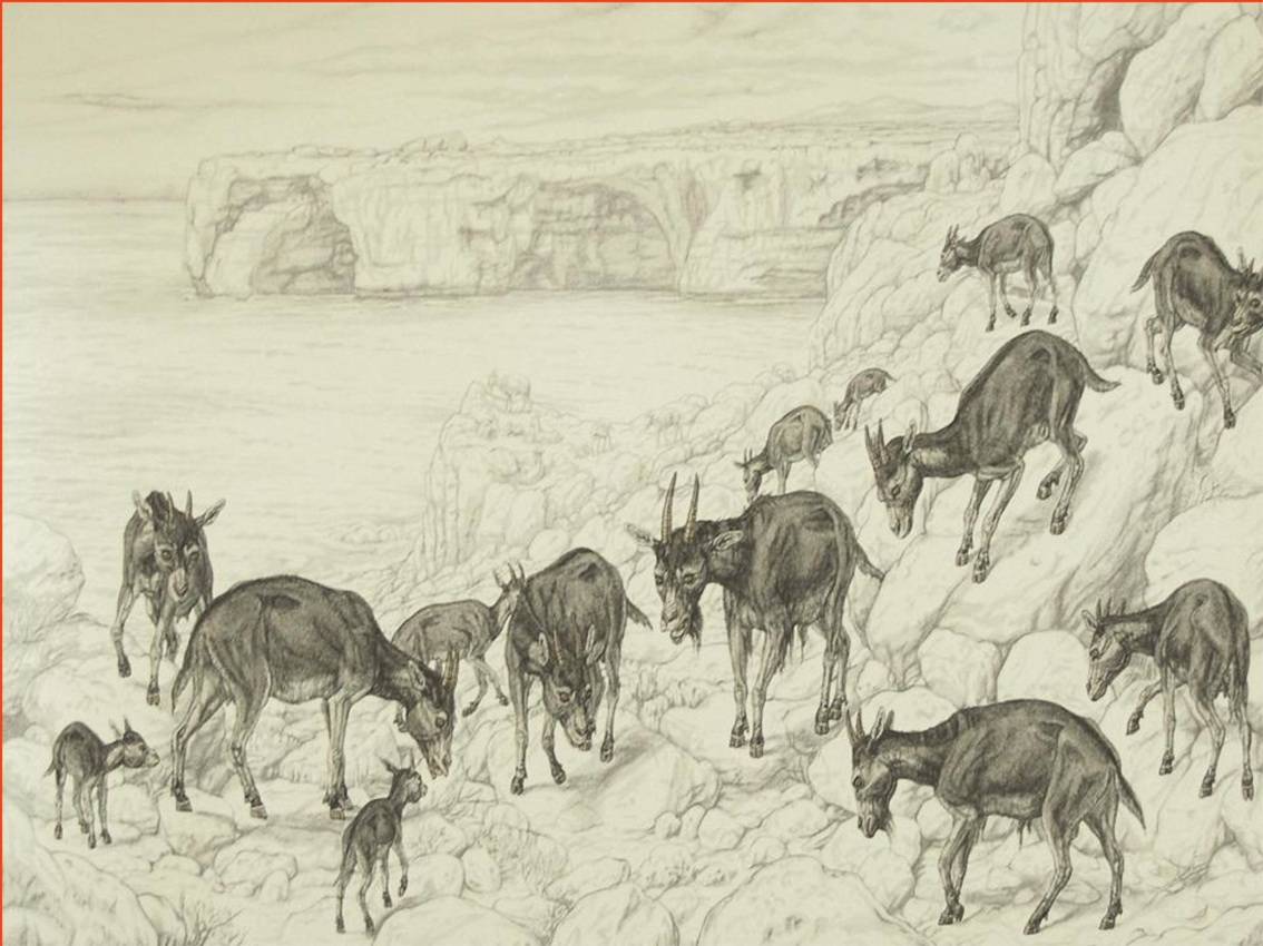 Reconstrucción paleobiológica Myotragus