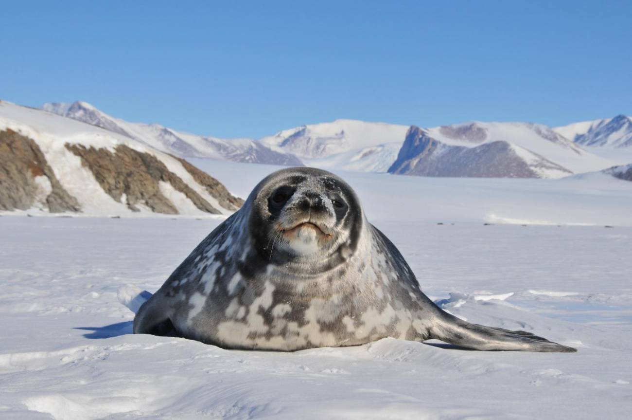 Focas, ballenas y aves marinas hacen los mismos viajes por el océano