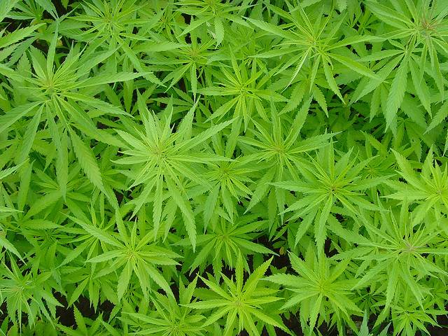 Fumar cannabis reduce el dolor crónico