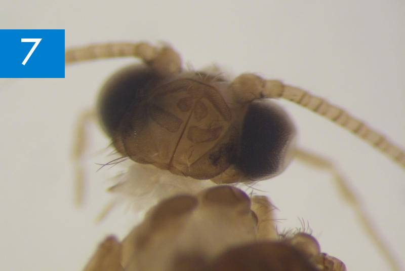Género de insecto que se creía extinguido en Europa