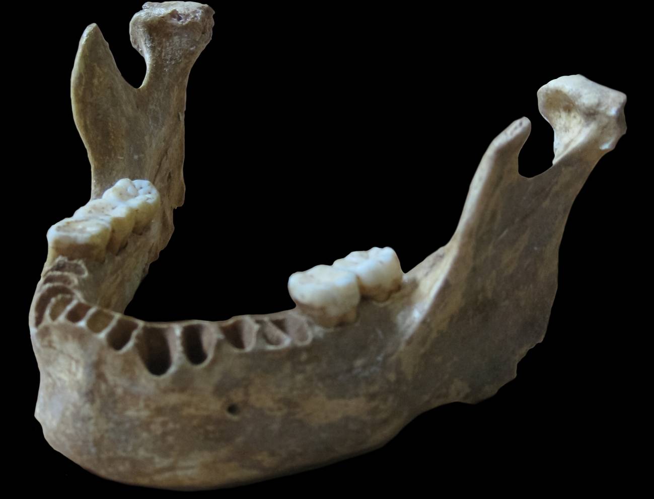 Hallan el humano moderno con los parientes neandertales más próximos