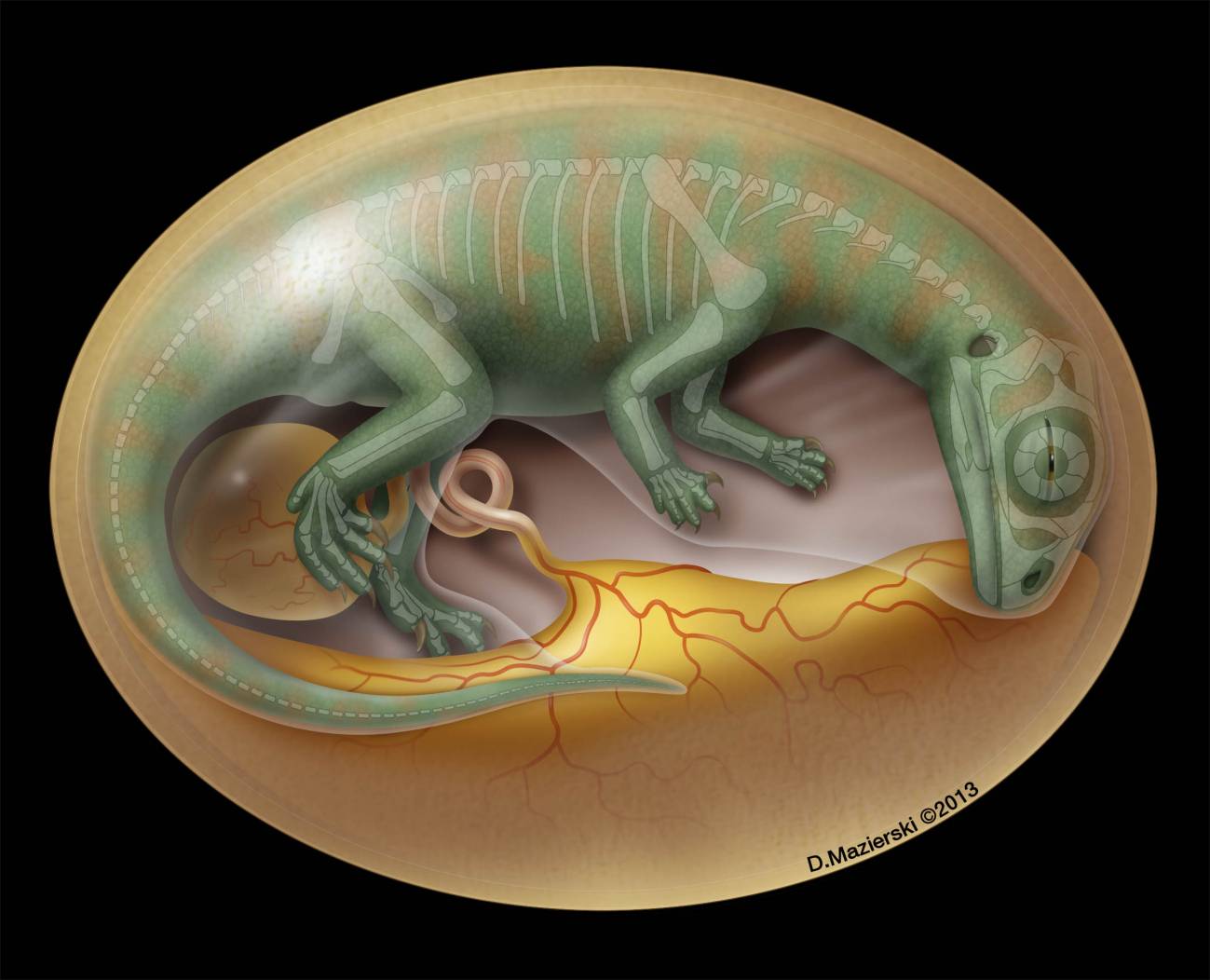 huevos y embriones fosilizados de dinosaurio