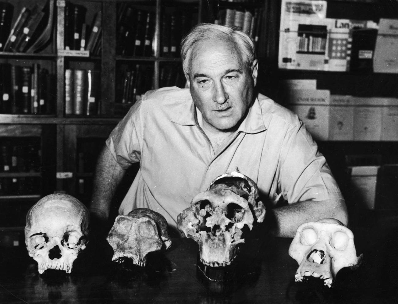 ‘Homo habilis’ cumple 50 años creando polémica
