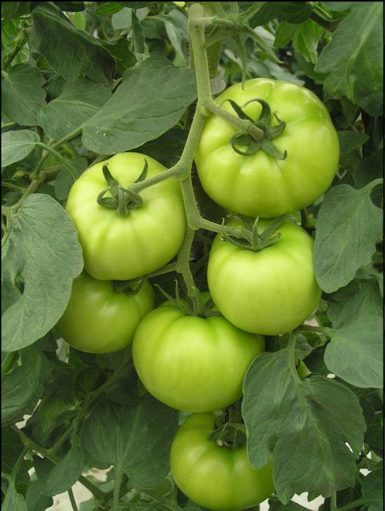 Identifican el mecanismo genético del patrón de crecimiento del tomate