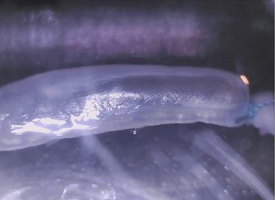 Prueba de resistencia mecánica en el órgano sin células