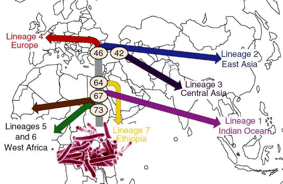 La bacteria de la tuberculosis lleva 70.000 años persiguiendo a la humanidad