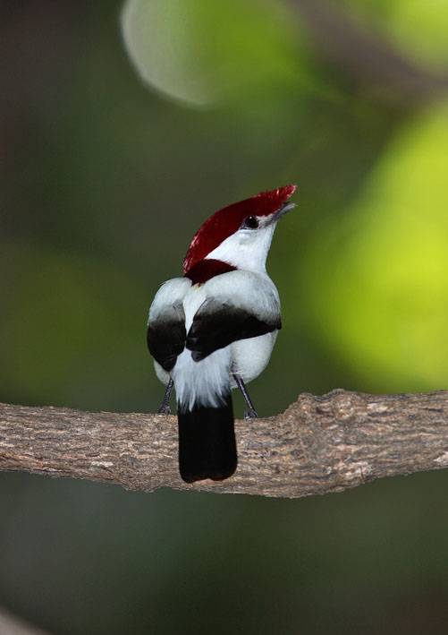 La biodiversidad se deteriora mientras las amenazas aumentan