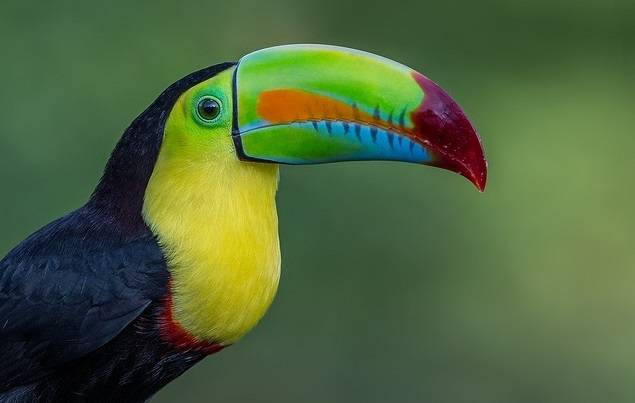 La ciencia ciudadana revela cómo evolucionaron los picos de las aves