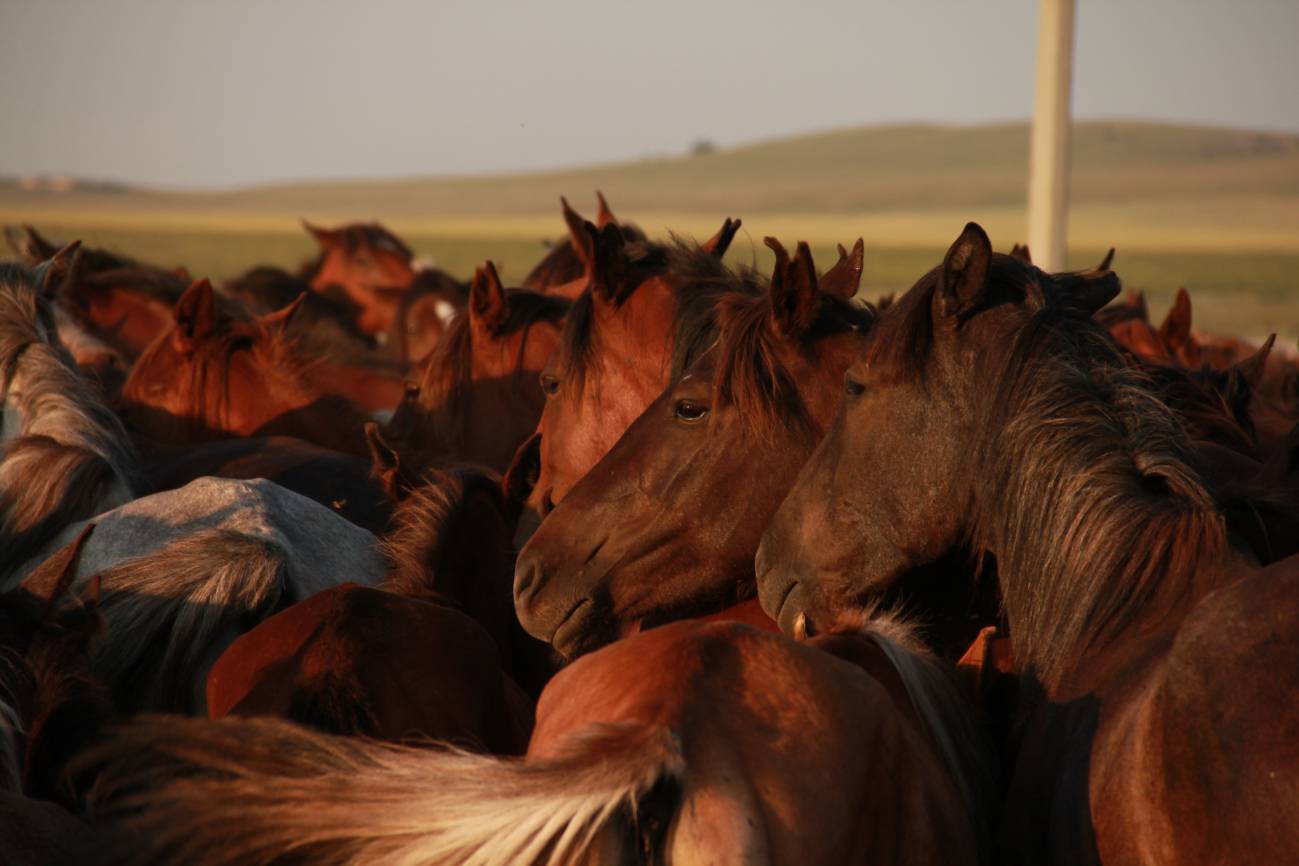 La domesticación alteró el genoma de los caballos hace 2.300 años