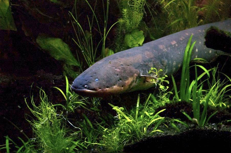 La evolución de los peces eléctricos sorprende a los científicos