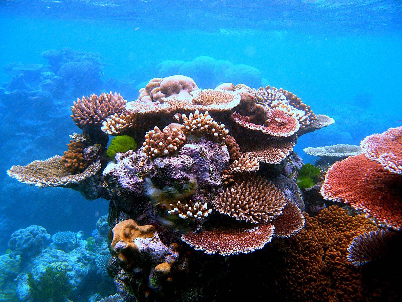 Gran Barrera de Coral. / Wikipedia