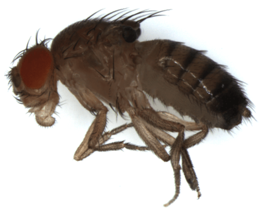 Drosophila melanogaster