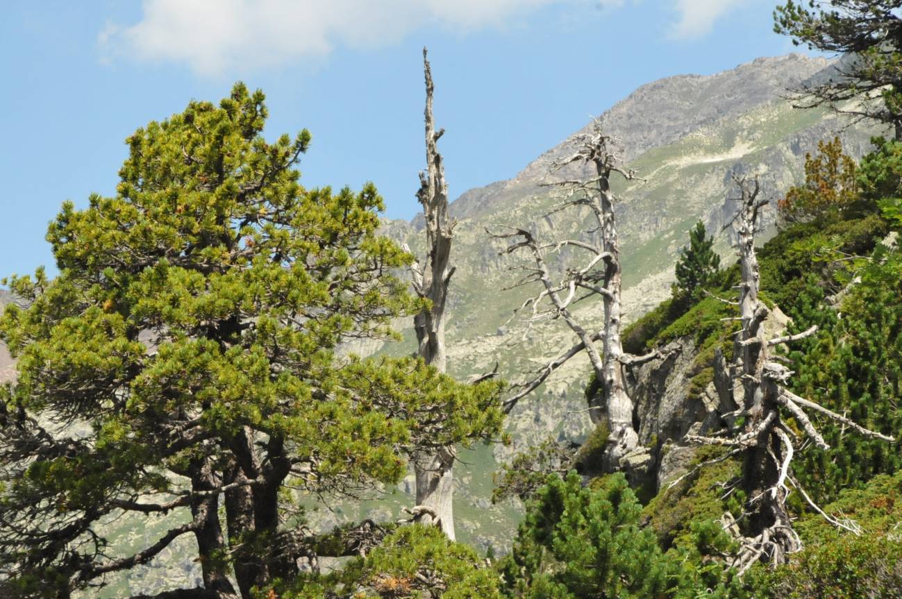 La homogeneización de los árboles reduce la funcionalidad de los bosques