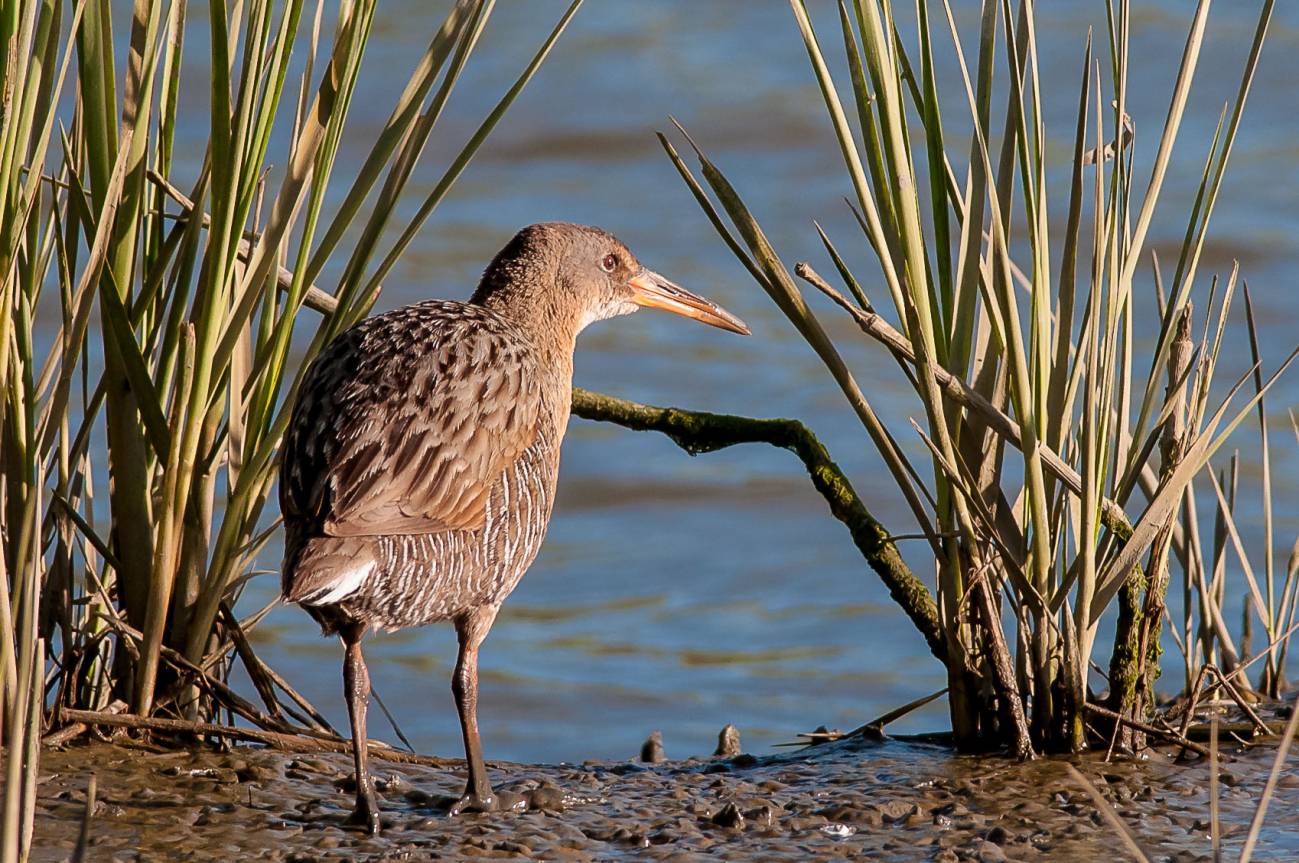 La lucha contra las especies invasoras amenaza a otras en peligro de extinción