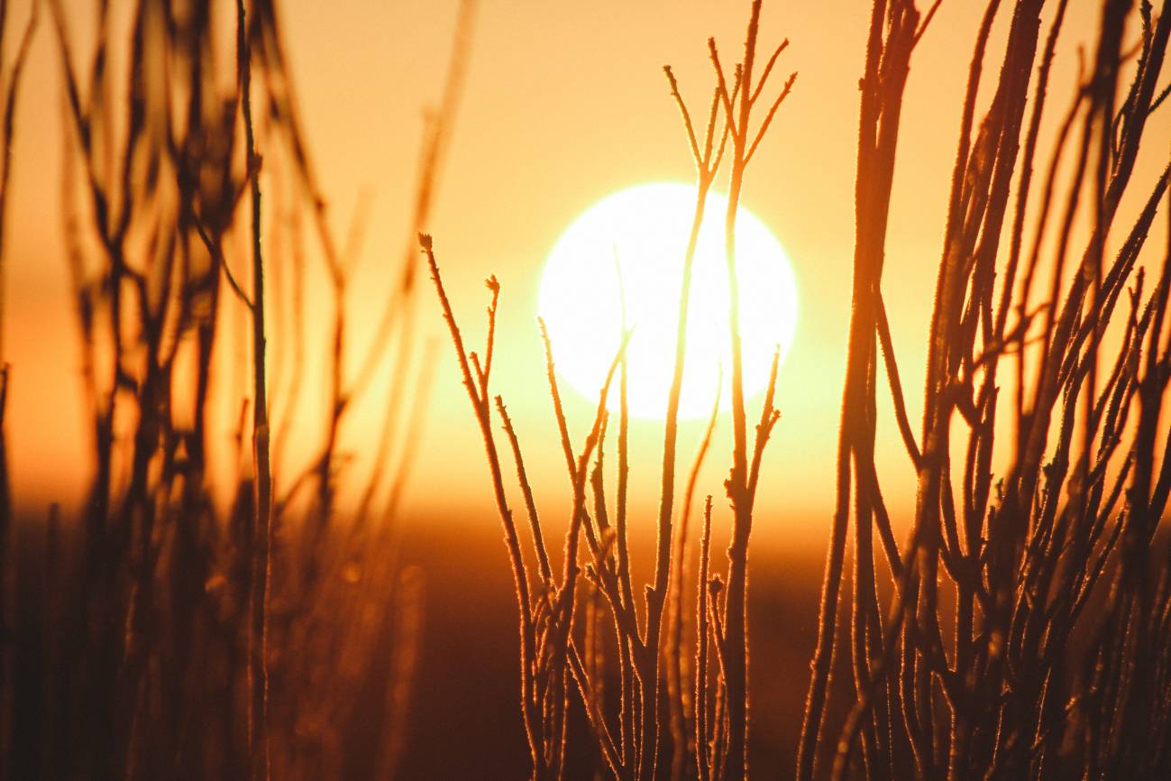 campo al atardecer