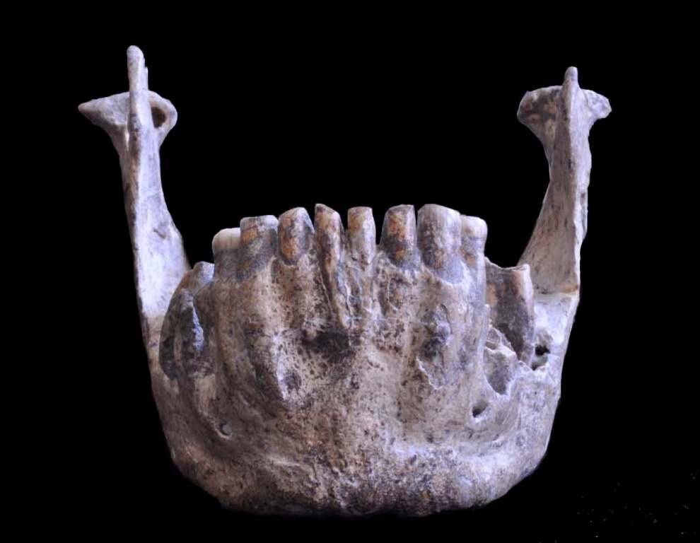 La variabilidad de las cuatro mandíbulas de Dmanisi evidencia la existencia de varias especies