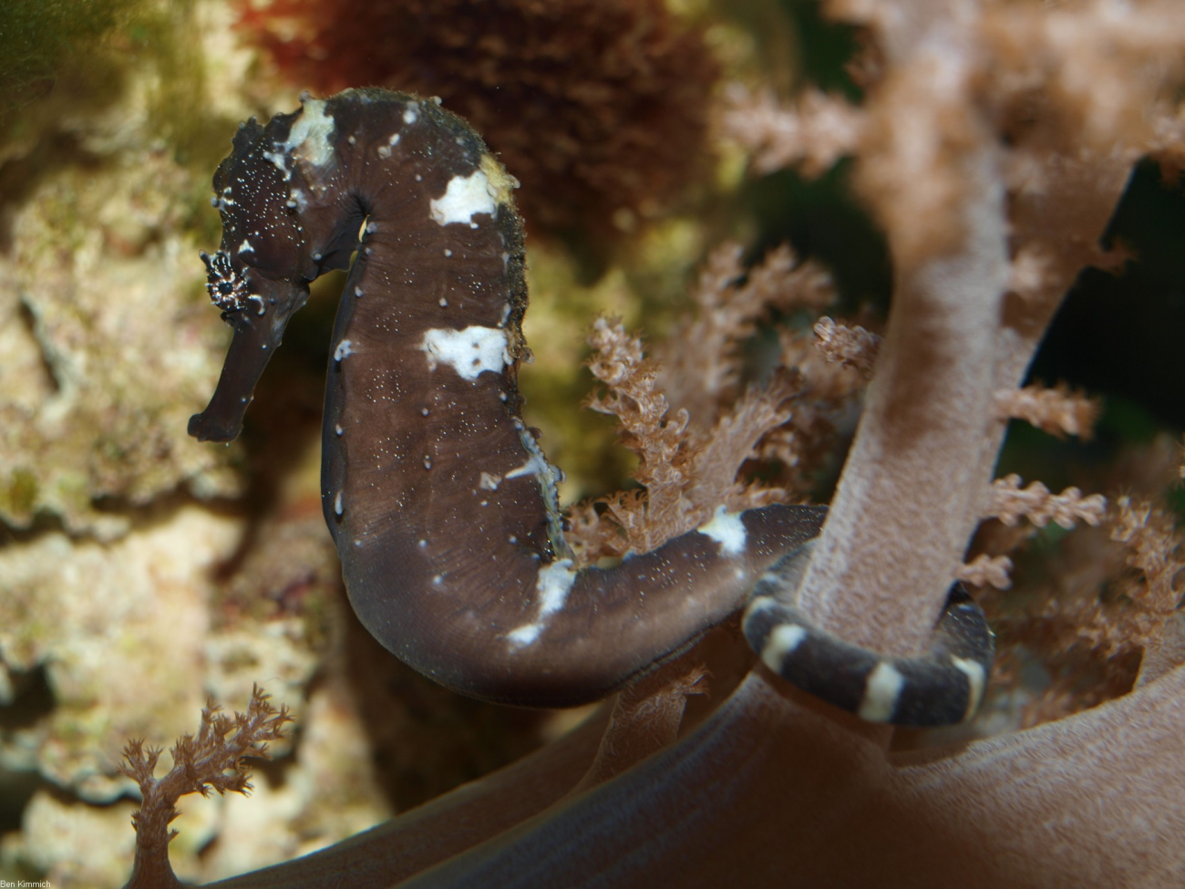 La vertiginosa evolución del caballito de mar