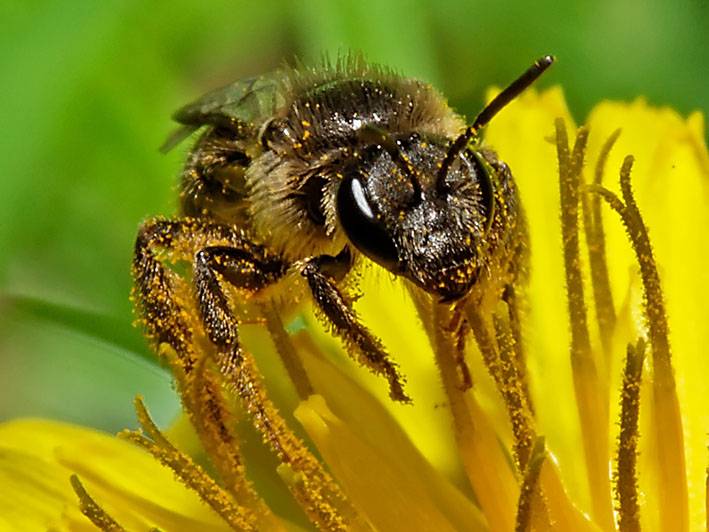 Las abejas reconocen la disposición de los rostros humanos 