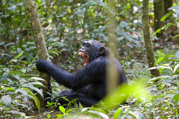Las bandas de chimpancés matan para obtener territorio