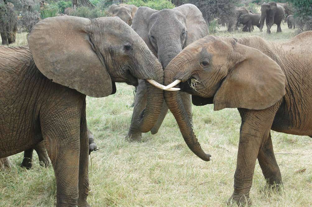 Las elefantas refuerzan sus vínculos frente a la caza furtiva