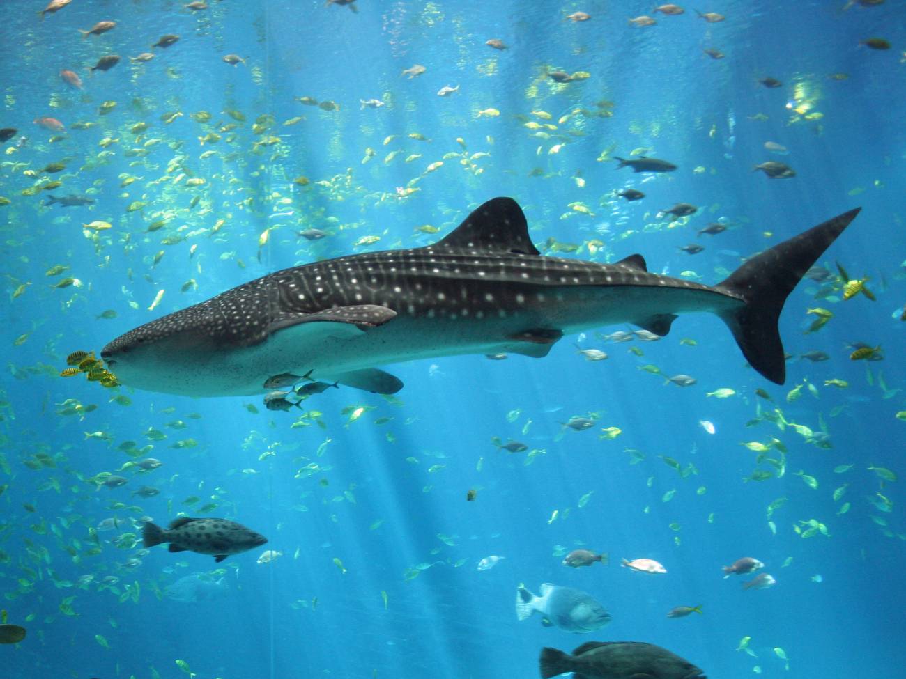 Las especies tropicales se abren paso en las islas españolas 
