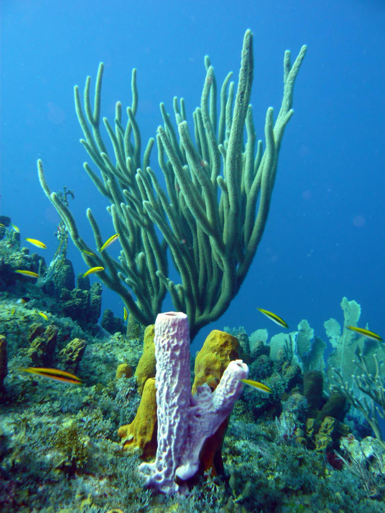 Las esponjas marinas reciclan los materiales nutritivos de los arrecifes de coral