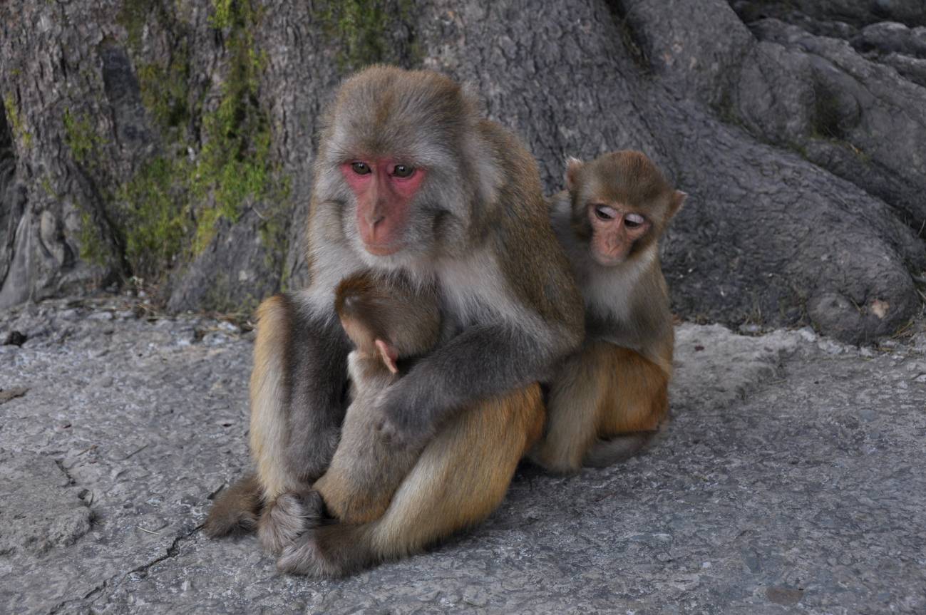 Las madres de los macacos producen distintos tipos de leche para bebés machos y hembras