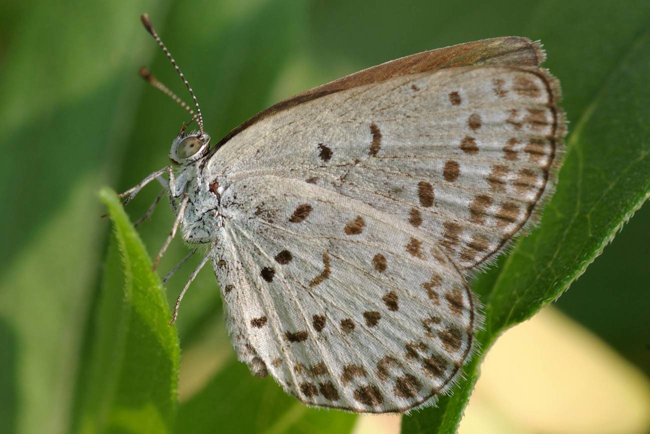 Las mariposas que comen plantas contaminadas por Fukushima mueren jóvenes 