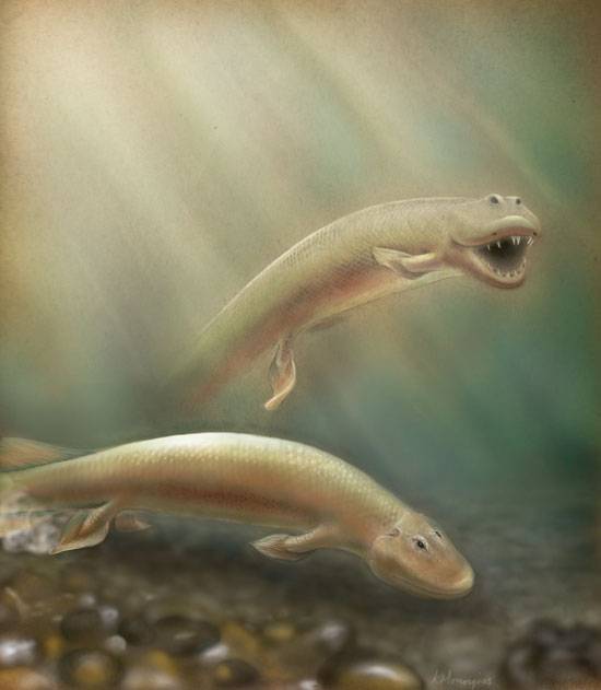 Las patas de los vertebrados se desarrollaron a partir de las aletas traseras de los peces