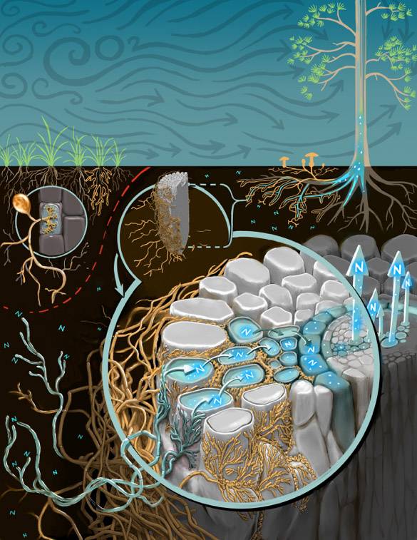 Las plantas se alían con los hongos para aprovechar el CO2 atmosférico