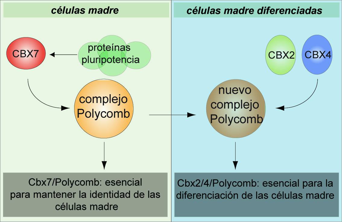 NdP CRG 050112_ CellStemCell