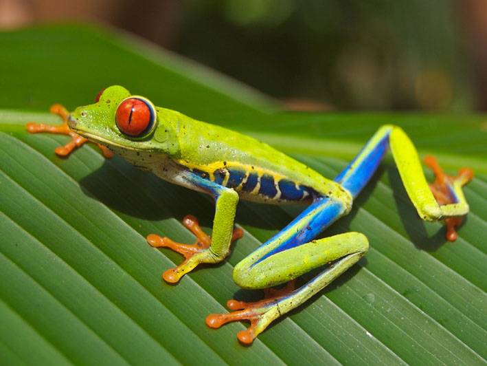 Las ranas arborícolas se comunican mediante vibraciones 