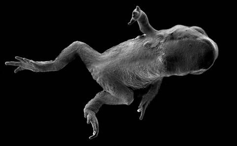 Las ranas con quitridiomicosis mueren de paro cardiaco