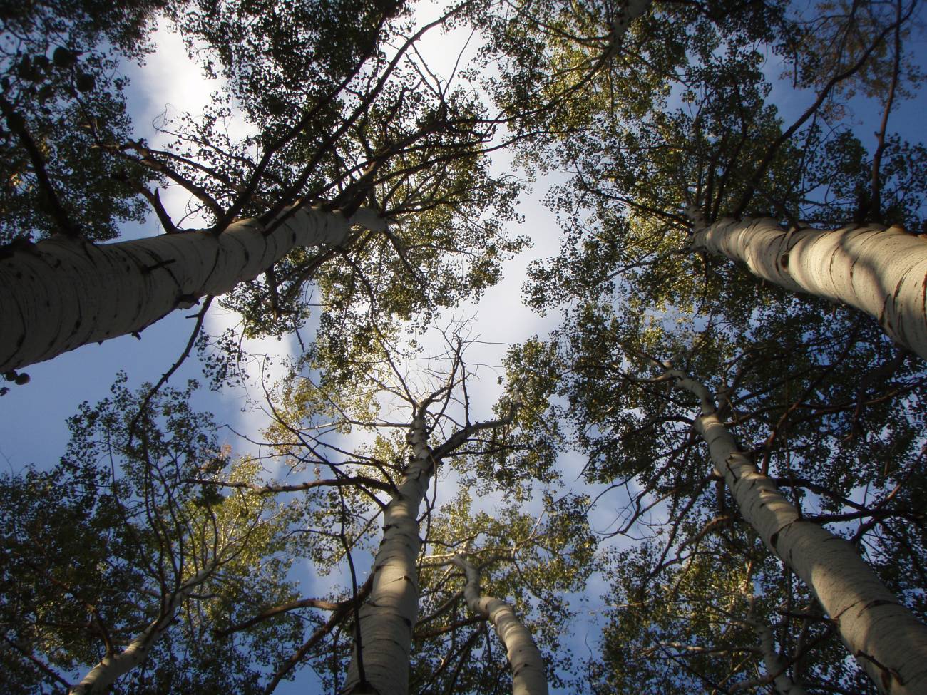 Las sequías ralentizan el crecimiento de los bosques