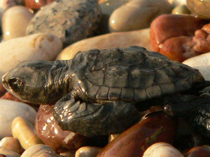 Las tortugas boba siguen sus propias rutas para viajar y conseguir alimento