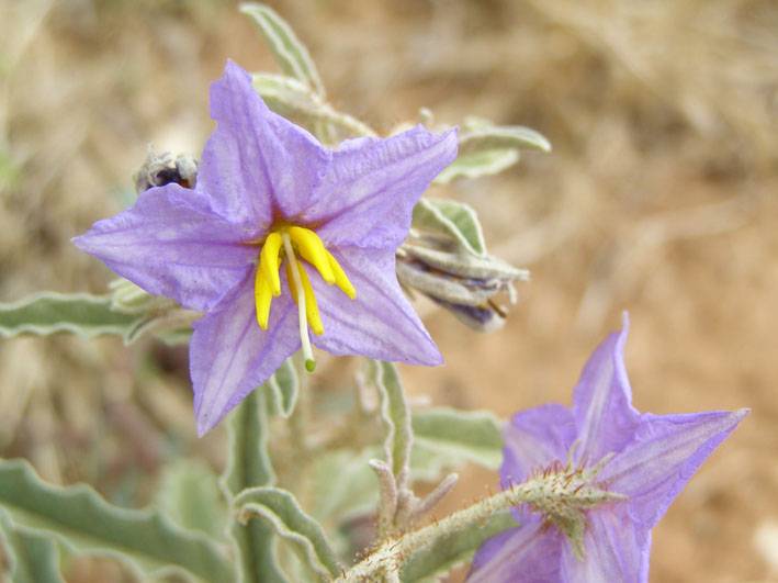 Linnaeus 2.0: la primera publicación ‘on line’ de nuevas especies de plantas