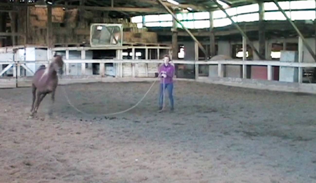 Los animales también bailan