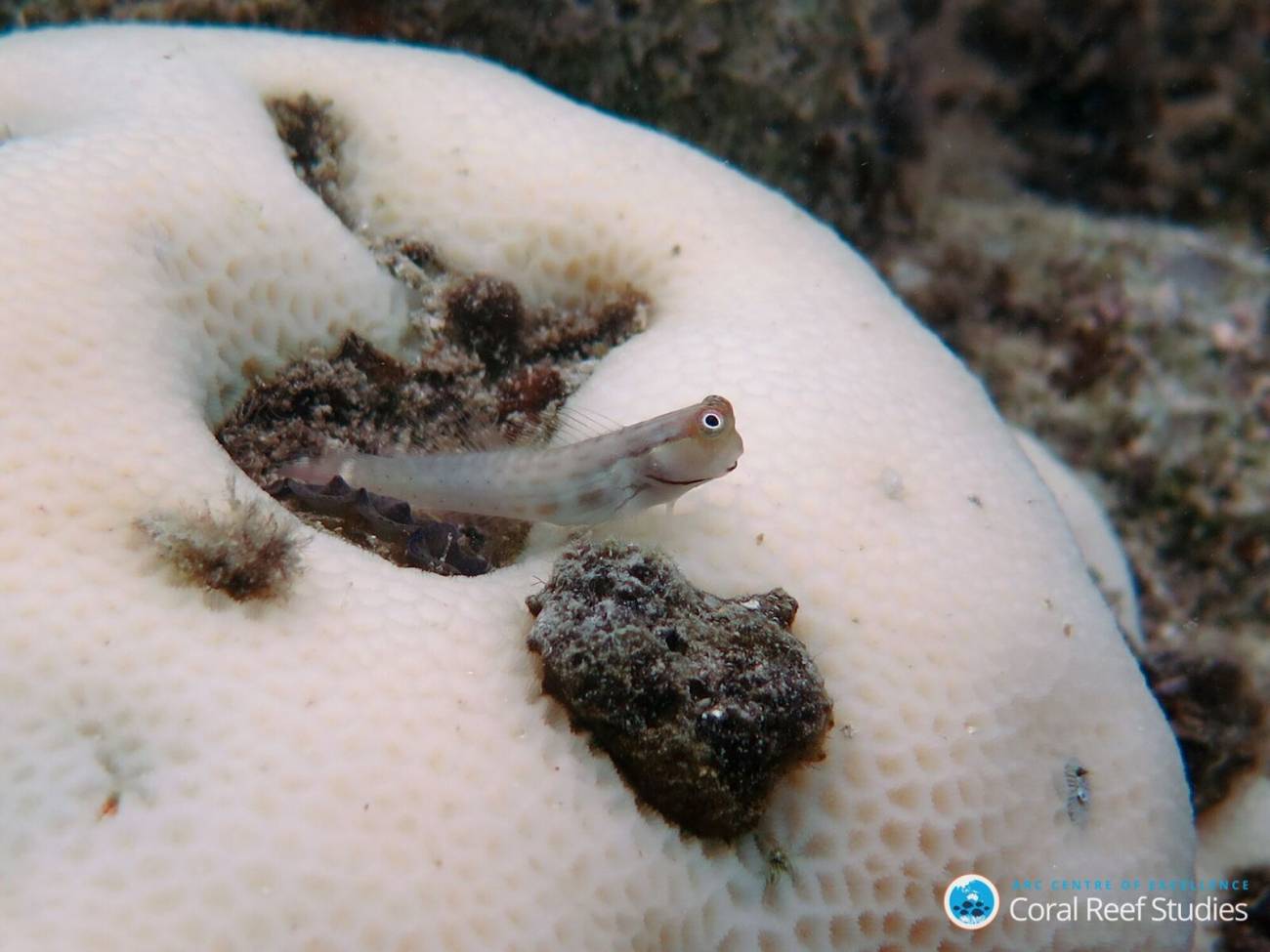 Los arrecifes de coral se blanquean de forma acelerada por el cambio climático