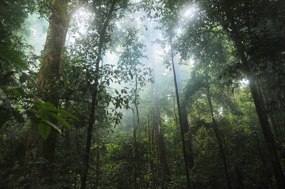 Selva nubosa 